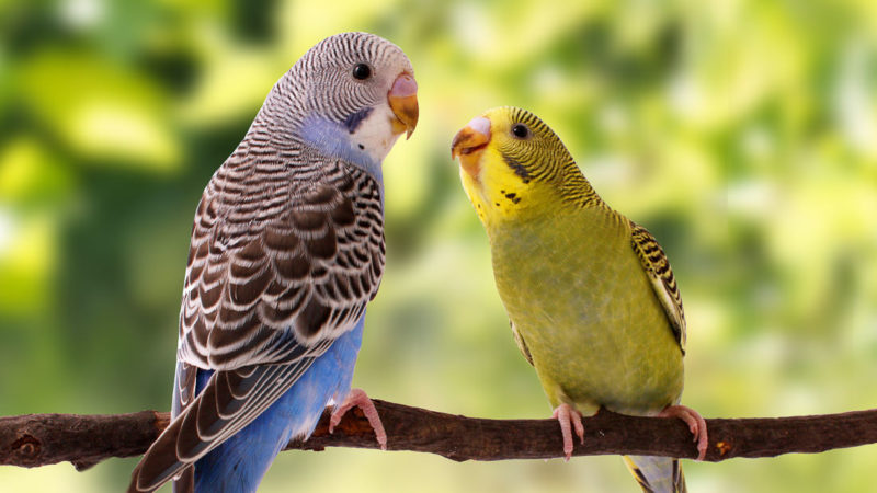 The Ultimate Guide To Feeding Budgies Canaries And Finches Johnston