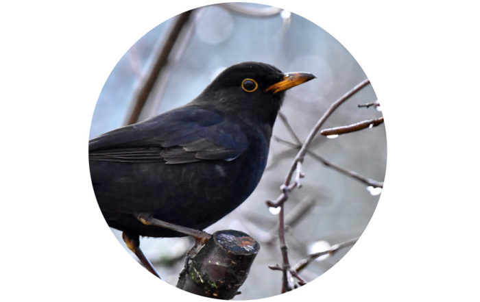 file-stuutje1979-common-blackbird-1-jpg-wikimedia-commons