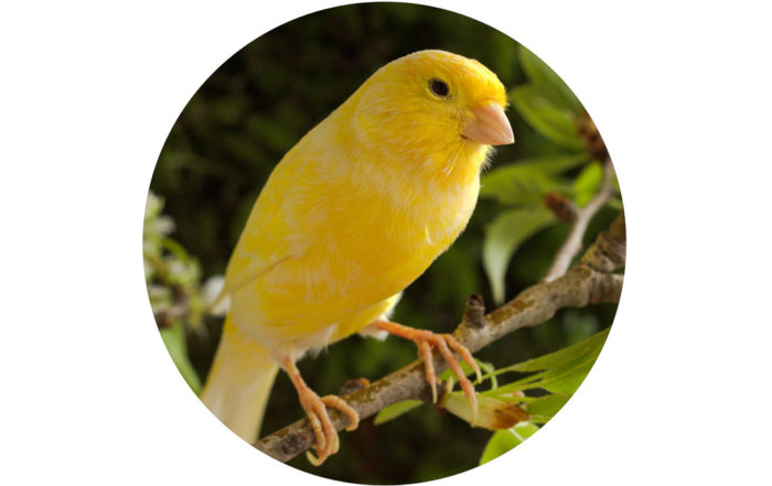Mites Recognising And Avoiding Infestation In Budgies Canaries And 2408