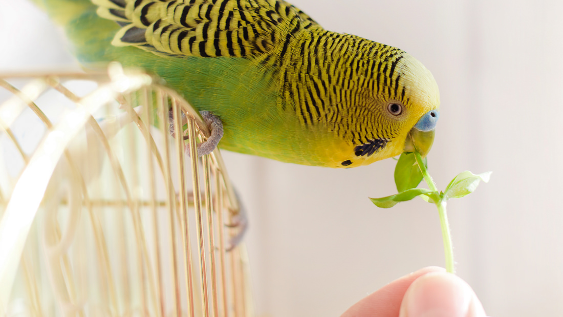 Can Budgies Eat Kale: The Ultimate Guide