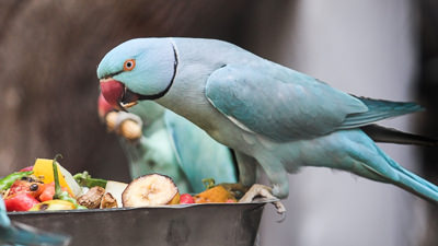 Pet Parrot Guide: What Do Parrots Eat?