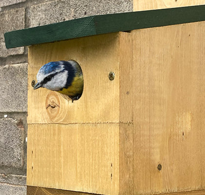 The Nesting Season and Nest Boxes – Everything You Need to Know