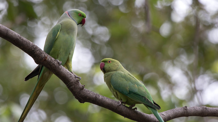 Ring Necked Parakeets The Uks Only Wild Species Of Parrot Johnston And Jeff