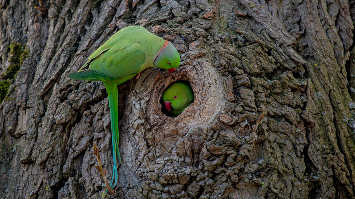 Ring-Necked Parakeets – The UK’s Only Wild Species Of Parrot – Johnston ...