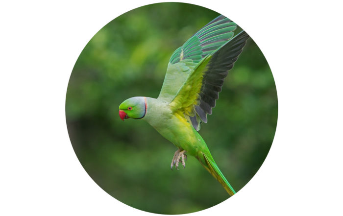 Ring-Necked Parakeets – the UK's Only Wild Species of Parrot – Johnston &  Jeff